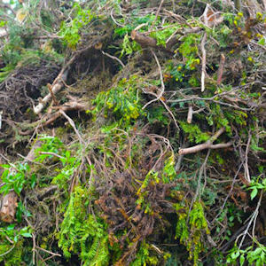 Landscape Only Debris::No Additional Charge brevard landfill landscape debris rules